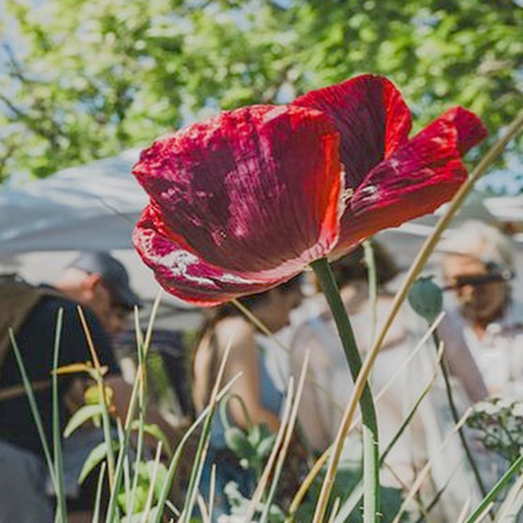 A red poppy at the edge of the market